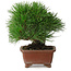 Pinus thunbergii, 15 cm, ± 30 years old, with a nebari of 7 cm, with an extremely good ramification, thickness, and compact shohin size, in a handmade Japanese pot by Shibakatsu
