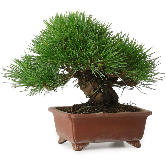 Pinus thunbergii, 15 cm, ± 30 años, con un nebari de 7 cm, con una ramificación extremadamente buena, grosor y tamaño de shohin compacto, en una maceta japonesa hecha a mano por Shibakatsu.