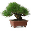 Pinus thunbergii, 15 cm, ± 30 years old, with a nebari of 7 cm, with an extremely good ramification, thickness, and compact shohin size, in a handmade Japanese pot by Shibakatsu
