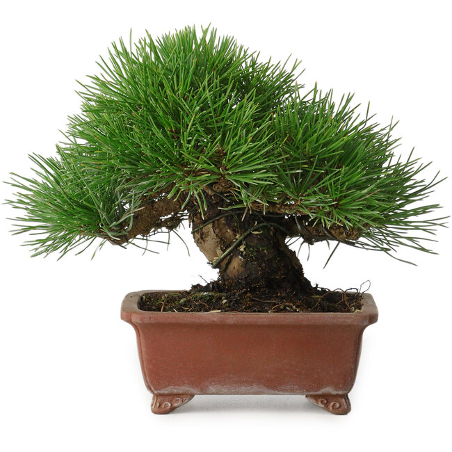 Pinus thunbergii, 15 cm, ± 30 años, con un nebari de 7 cm, con una ramificación extremadamente buena, grosor y tamaño de shohin compacto, en una maceta japonesa hecha a mano por Shibakatsu.