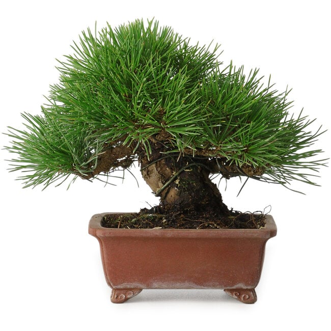 Pinus thunbergii, 15 cm, ± 30 ans, avec un nebari de 7 cm, avec une ramification extrêmement bonne, une épaisseur et une taille de shohin compacte, dans un pot japonais fait main par Shibakatsu