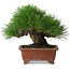 Pinus thunbergii, 15 cm, ± 30 years old, with a nebari of 7 cm, with an extremely good ramification, thickness, and compact shohin size, in a handmade Japanese pot by Shibakatsu