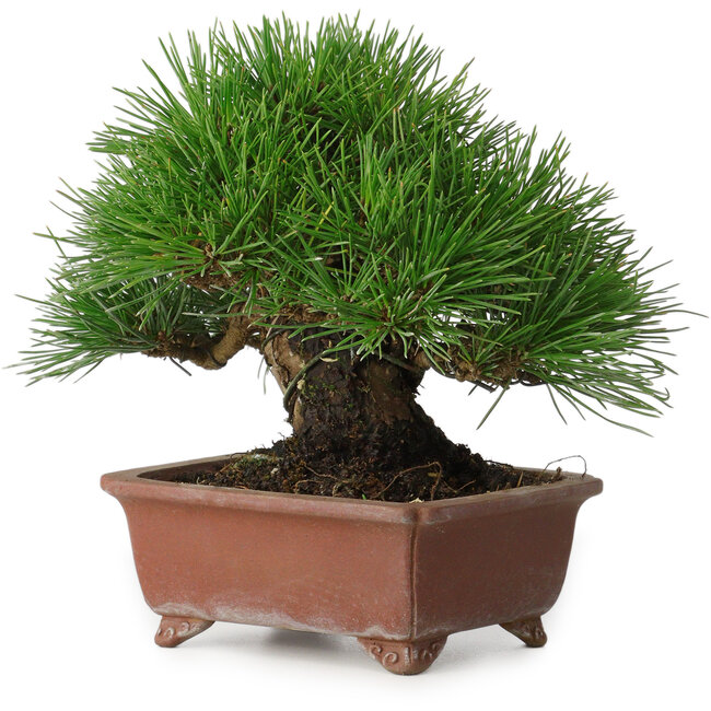 Pinus thunbergii, 15 cm, ± 30 años, con un nebari de 7 cm, con una ramificación extremadamente buena, grosor y tamaño de shohin compacto, en una maceta japonesa hecha a mano por Shibakatsu.