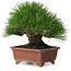 Pinus thunbergii, 15 cm, ± 30 years old, with a nebari of 7 cm, with an extremely good ramification, thickness, and compact shohin size, in a handmade Japanese pot by Shibakatsu