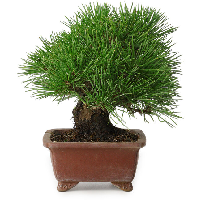 Pinus thunbergii, 15 cm, ± 30 ans, avec un nebari de 7 cm, avec une ramification extrêmement bonne, une épaisseur et une taille de shohin compacte, dans un pot japonais fait main par Shibakatsu