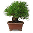Pinus thunbergii, 15 cm, ± 30 years old, with a nebari of 7 cm, with an extremely good ramification, thickness, and compact shohin size, in a handmade Japanese pot by Shibakatsu