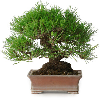 Pinus thunbergii, 16,5 cm, ± 30 ans
