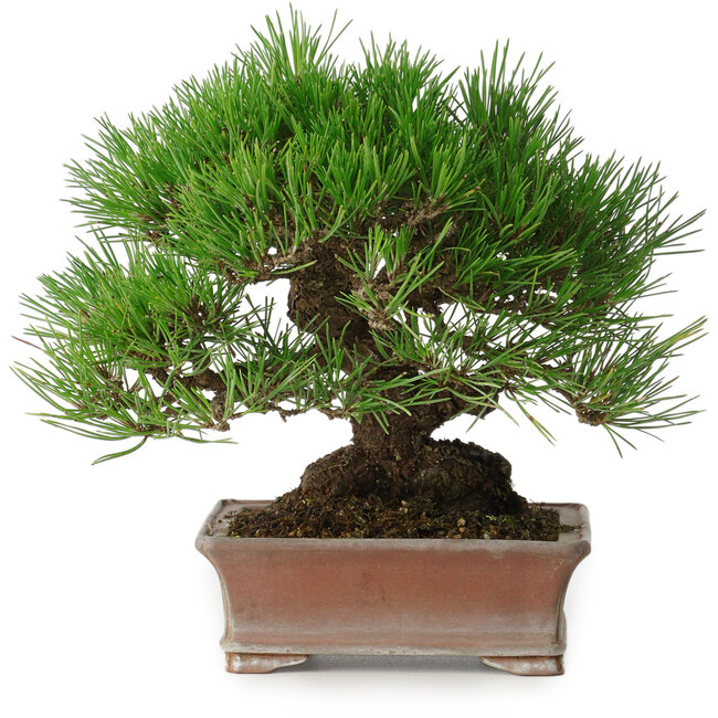 Pinus thunbergii, 16,5 cm, ± 30 Jahre alt, mit einem Nebari von 9 cm