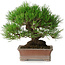 Pinus thunbergii, 16,5 cm, ± 30 years old, with a nebari of 9 cm