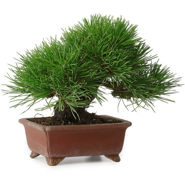 Pinus thunbergii, 15 cm, ± 30 years old, with a nebari of 7 cm, with an extremely good ramification, thickness, and compact shohin size, in a handmade Japanese pot by Shibakatsu