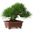 Pinus thunbergii, 15 cm, ± 30 years old, with a nebari of 7 cm, with an extremely good ramification, thickness, and compact shohin size, in a handmade Japanese pot by Shibakatsu
