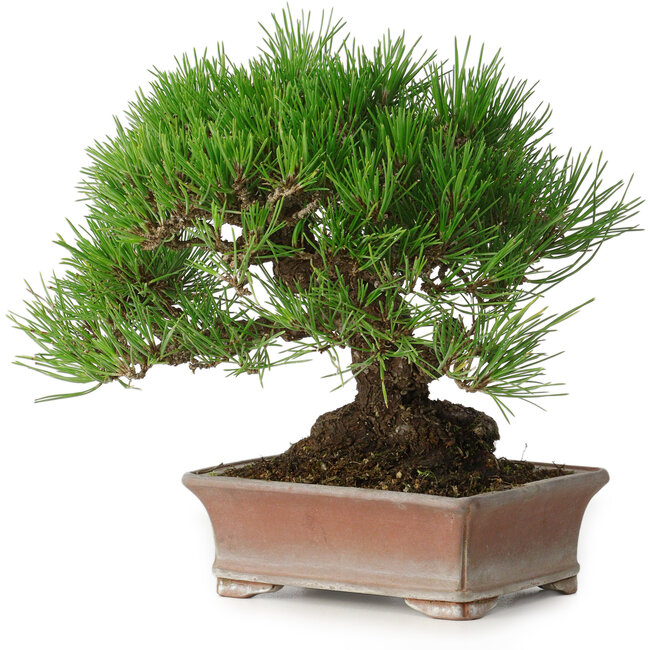 Pinus thunbergii, 16,5 cm, ± 30 años, con un nebari de 9 cm