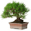 Pinus thunbergii, 16,5 cm, ± 30 ans, avec un nebari de 9 cm