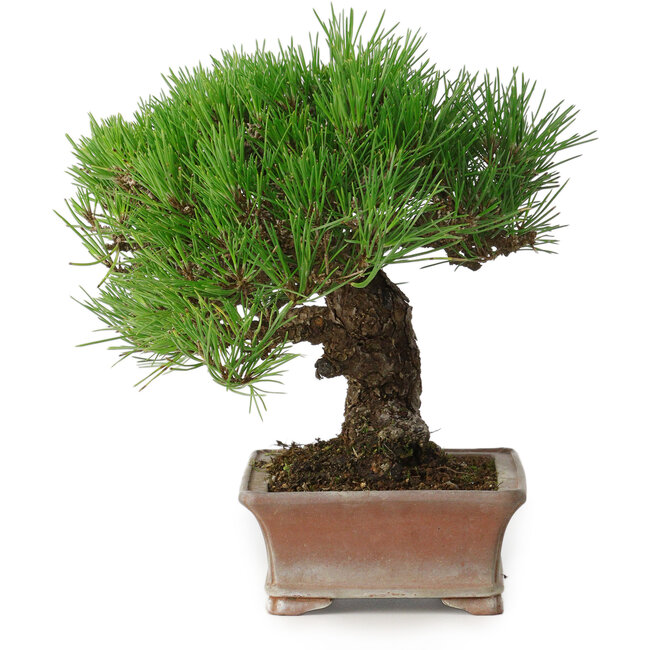 Pinus thunbergii, 16,5 cm, ± 30 Jahre alt, mit einem Nebari von 9 cm