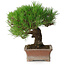 Pinus thunbergii, 16,5 cm, ± 30 ans, avec un nebari de 9 cm