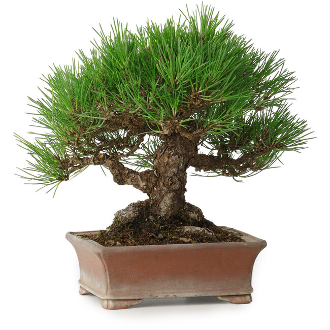 Pinus thunbergii, 16,5 cm, ± 30 Jahre alt, mit einem Nebari von 9 cm