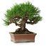 Pinus thunbergii, 16,5 cm, ± 30 Jahre alt, mit einem Nebari von 9 cm