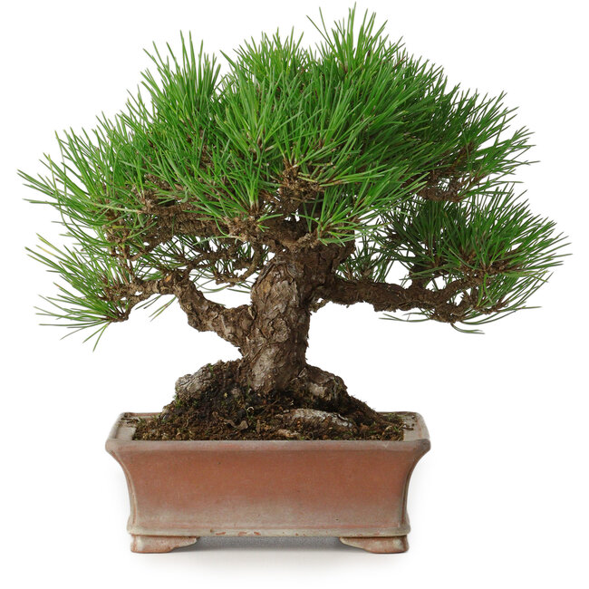 Pinus thunbergii, 16,5 cm, ± 30 anni, con un nebari di 9 cm