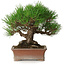 Pinus thunbergii, 16,5 cm, ± 30 ans, avec un nebari de 9 cm