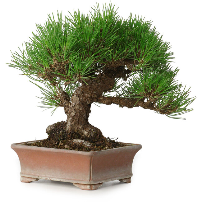 Pinus thunbergii, 16,5 cm, ± 30 ans, avec un nebari de 9 cm