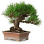 Pinus thunbergii, 16,5 cm, ± 30 years old, with a nebari of 9 cm