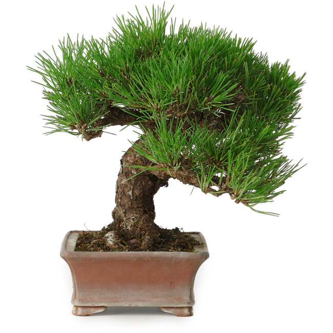 Pinus thunbergii, 16,5 cm, ± 30 Jahre alt, mit einem Nebari von 9 cm