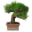 Pinus thunbergii, 16,5 cm, ± 30 años, con un nebari de 9 cm