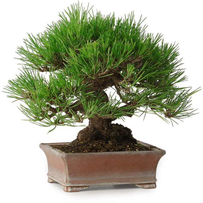 Pinus thunbergii, 16,5 cm, ± 30 jaar oud, met een nebari van 9 cm