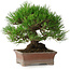 Pinus thunbergii, 16,5 cm, ± 30 años, con un nebari de 9 cm
