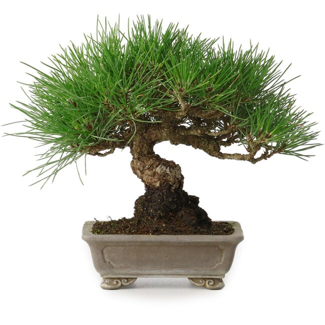 Pinus thunbergii, 17 cm, ± 30 anni, con un nebari di 6 cm