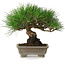 Pinus thunbergii, 17 cm, ± 30 years old, with a nebari of 6 cm