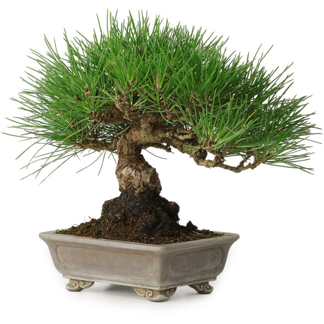 Pinus thunbergii, 17 cm, ± 30 ans, avec un nebari de 6 cm