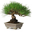 Pinus thunbergii, 17 cm, ± 30 ans, avec un nebari de 6 cm