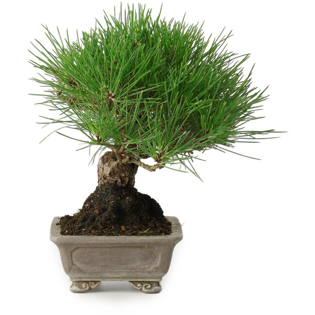 Pinus thunbergii, 17 cm, ± 30 ans, avec un nebari de 6 cm