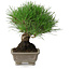 Pinus thunbergii, 17 cm, ± 30 years old, with a nebari of 6 cm