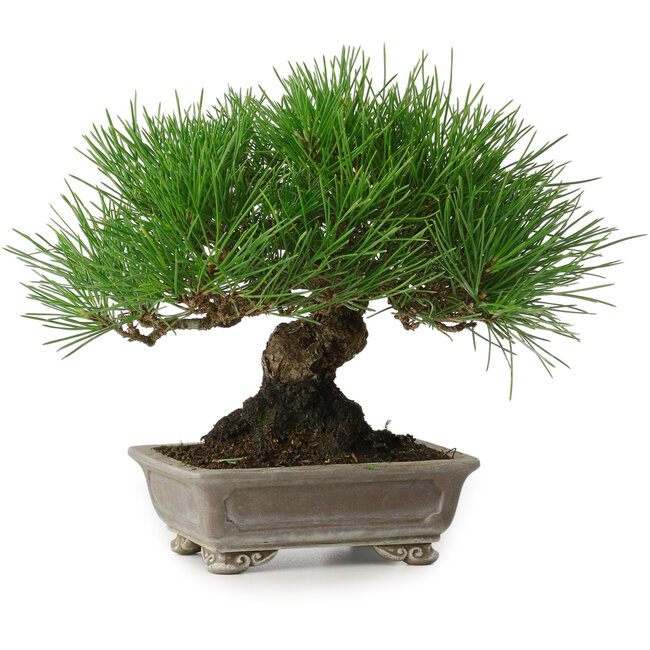 Pinus thunbergii, 17 cm, ± 30 anni, con un nebari di 6 cm