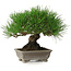 Pinus thunbergii, 17 cm, ± 30 years old, with a nebari of 6 cm