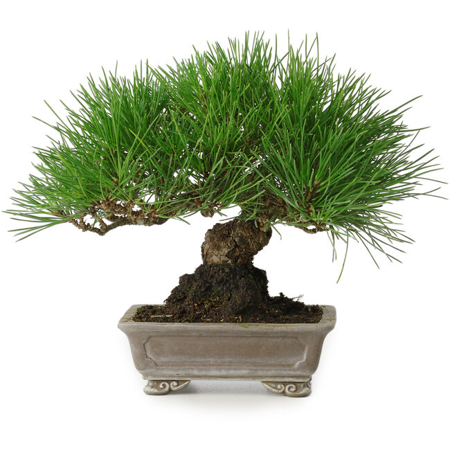 Pinus thunbergii, 17 cm, ± 30 Jahre alt, mit einem Nebari von 6 cm