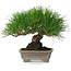 Pinus thunbergii, 17 cm, ± 30 ans, avec un nebari de 6 cm