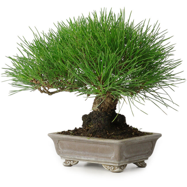 Pinus thunbergii, 17 cm, ± 30 years old, with a nebari of 6 cm