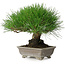 Pinus thunbergii, 17 cm, ± 30 anni, con un nebari di 6 cm