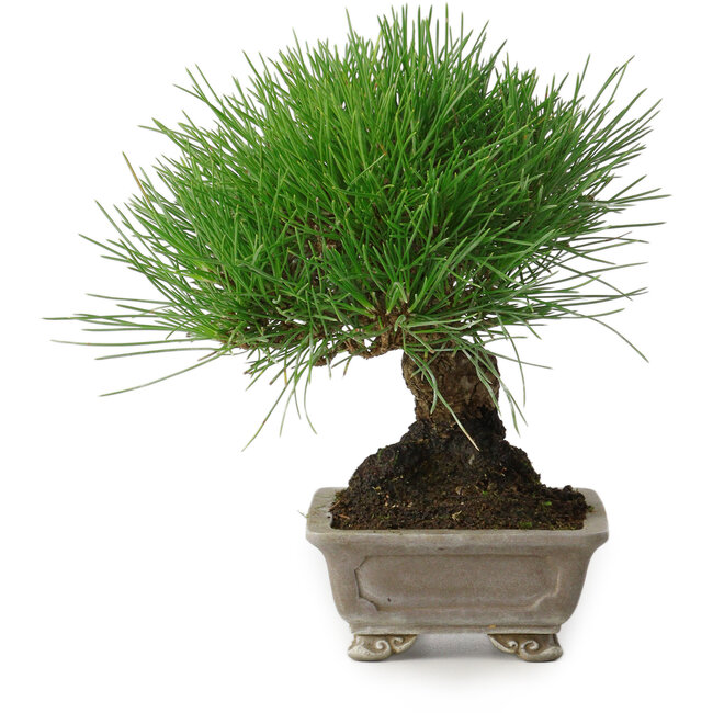 Pinus thunbergii, 17 cm, ± 30 años, con un nebari de 6 cm