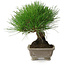 Pinus thunbergii, 17 cm, ± 30 years old, with a nebari of 6 cm