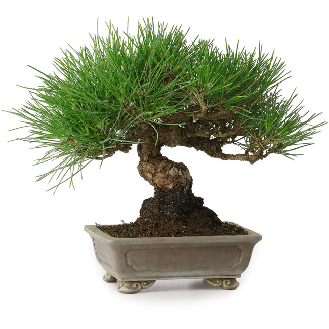Pinus thunbergii, 17 cm, ± 30 Jahre alt, mit einem Nebari von 6 cm