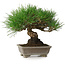 Pinus thunbergii, 17 cm, ± 30 years old, with a nebari of 6 cm