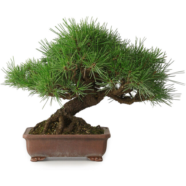Pinus thunbergii, 23 cm, ± 30 anni, con un nebari di 10 cm