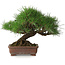 Pinus thunbergii, 23 cm, ± 30 anni, con un nebari di 10 cm