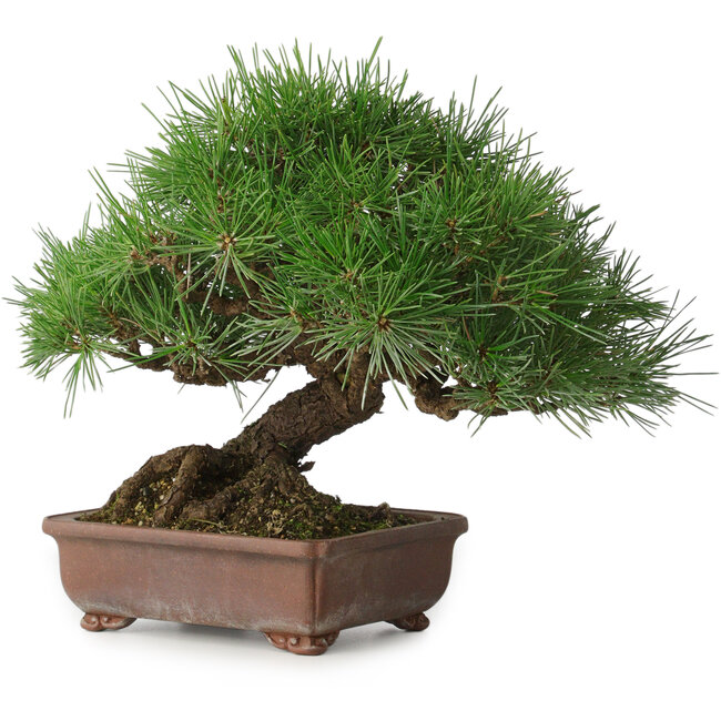 Pinus thunbergii, 23 cm, ± 30 años, con un nebari de 10 cm