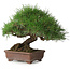 Pinus thunbergii, 23 cm, ± 30 anni, con un nebari di 10 cm