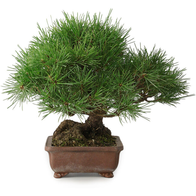 Pinus thunbergii, 23 cm, ± 30 años, con un nebari de 10 cm